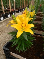 [5001 Tiny Bee No02.JPG]